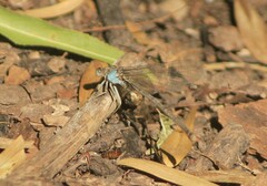 Argia apicalis