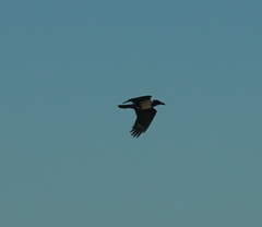 Corvus albus