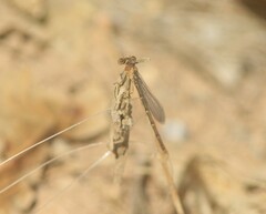 Argia apicalis