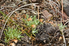 Antennaria dimorpha
