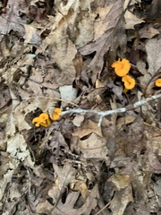 Cantharellus minor