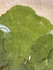Udotea
