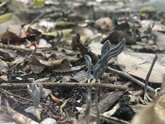 Clavulina floridana