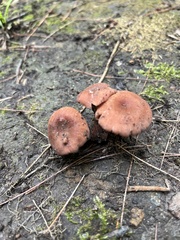Laccaria bicolor