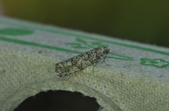 Retinia gemistrigulana
