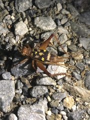 Cardiodactylus guttulus