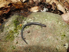 Plethodon virginia