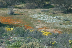 Dimorphotheca sinuata