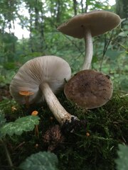 Pluteus