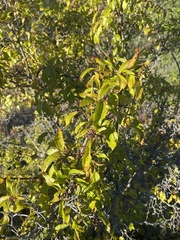 Philadelphus lewisii