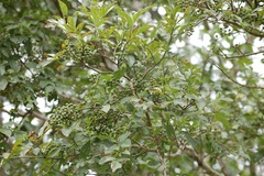 Zanthoxylum limoncello