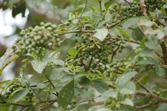 Zanthoxylum limoncello