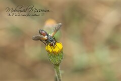 Cylindromyia intermedia