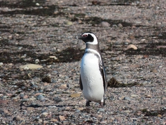 Spheniscus magellanicus
