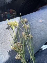 Asclepias linearis