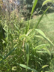 Setaria