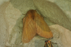 Malacosoma disstria