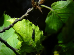 Mystacides azureus