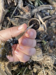 Panaeolus semiovatus