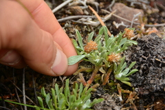 Antennaria dimorpha