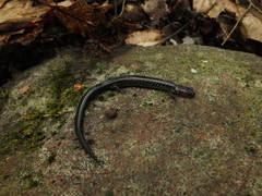 Plethodon virginia
