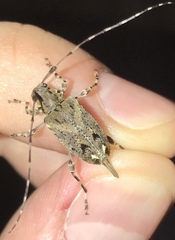 Oedopeza ocellator