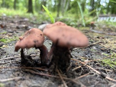 Laccaria bicolor