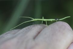 Clonopsis gallica