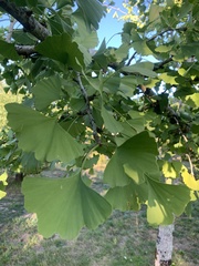 Ginkgo