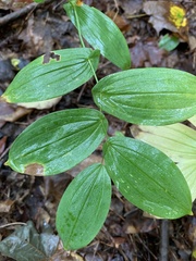 Uvularia grandiflora