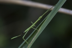 Clonopsis gallica