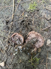 Laccaria bicolor