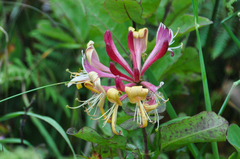 Lonicera periclymenum