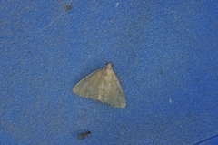 Zanclognatha protumnusalis