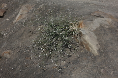 Heliotropium styligerum