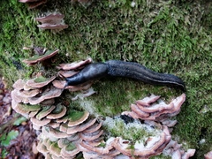 Limax cinereoniger