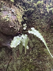 Asplenium pinnatifidum