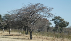 Combretum