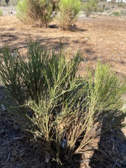 Baccharis sarothroides