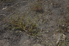 Heliotropium styligerum