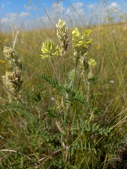 Oxytropis pilosa