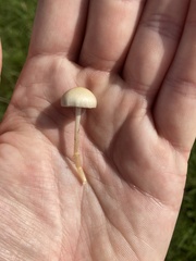 Protostropharia semiglobata