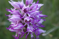 Orchis simia