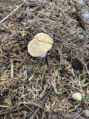 Hydnum washingtonianum