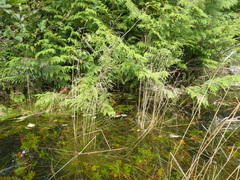 Deschampsia cespitosa