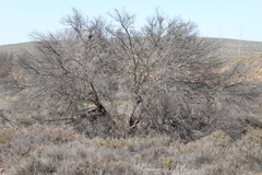 Prosopis glandulosa