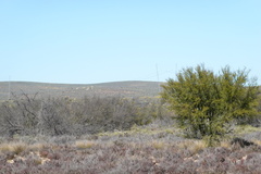 Prosopis glandulosa