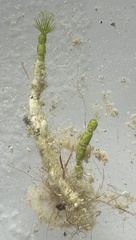 Cymopolia barbata