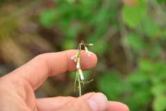 Boechera retrofracta