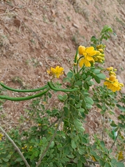 Senna pallida